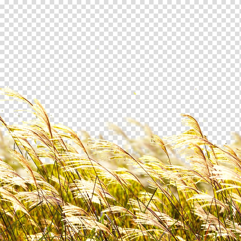 Grass field poster banner. Crops clipart green wheat