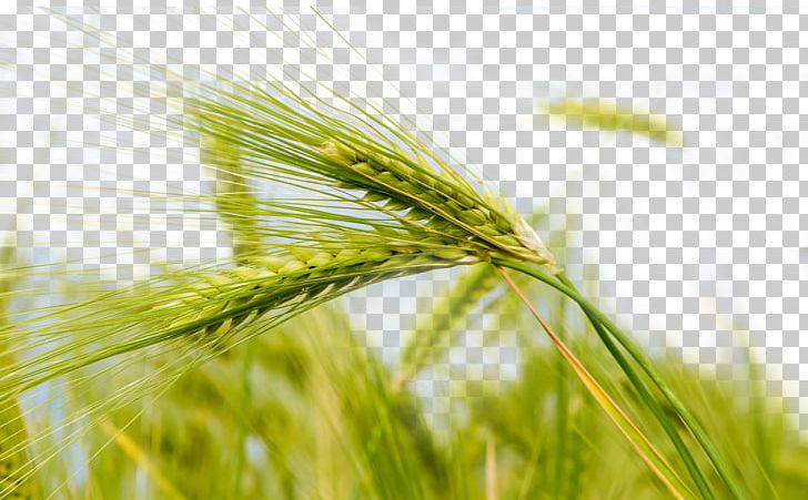 Crops clipart green wheat. Theme nature png p