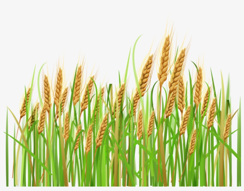Download tanaman gandum clip. Crops clipart green wheat