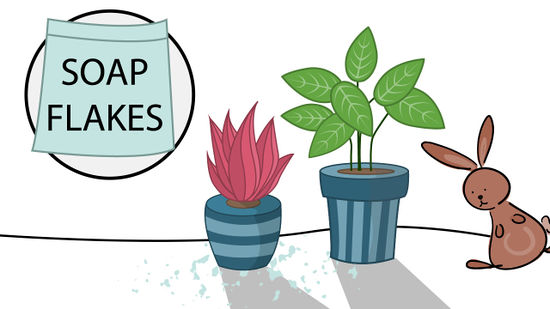 crops clipart healthy plant