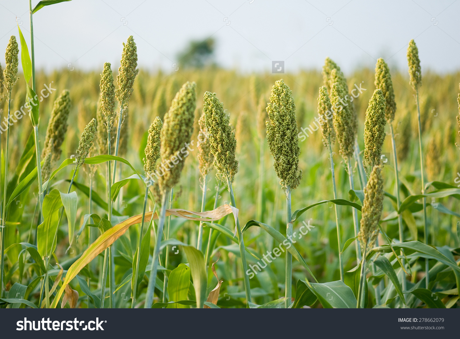 crops clipart jowar