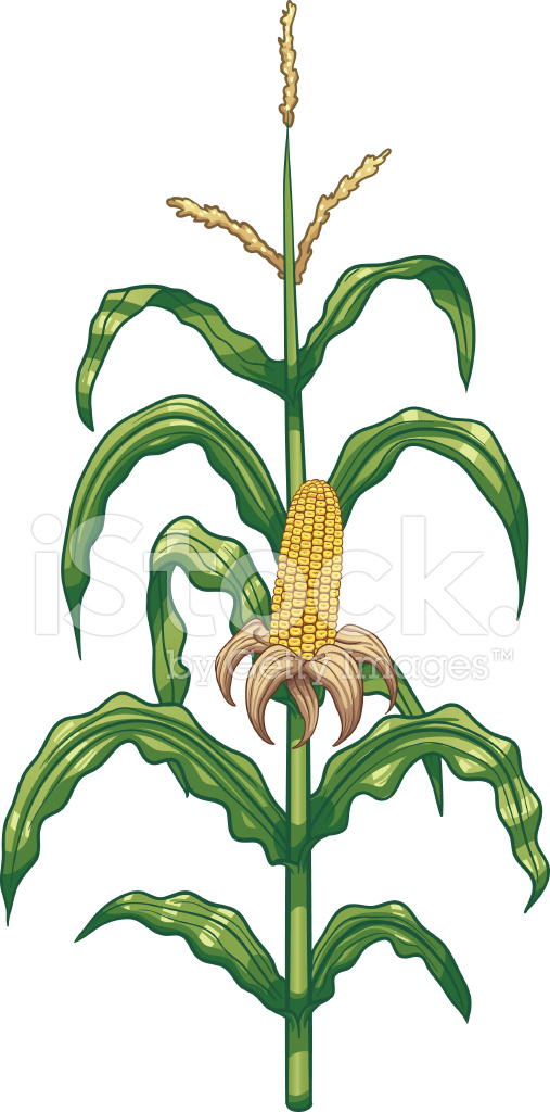 crops clipart maize crop