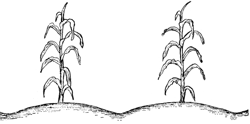 Crops clipart maize crop. Corn plant etc 