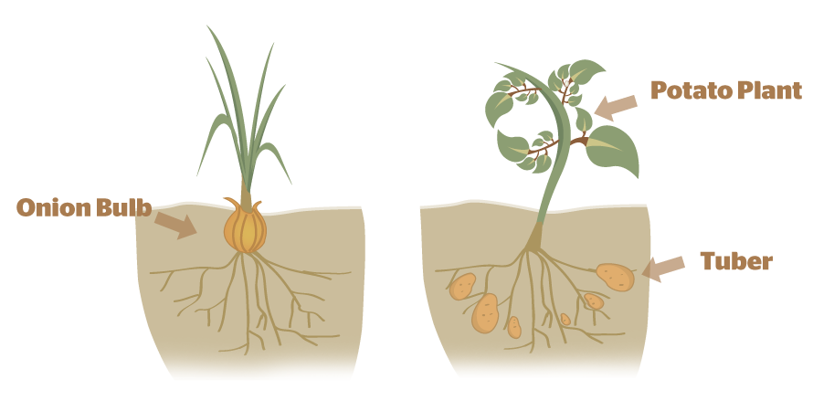 crops clipart onion root