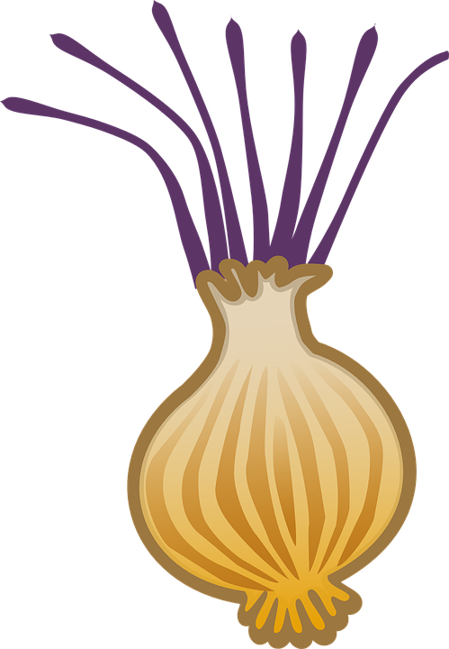 onion clipart root crop