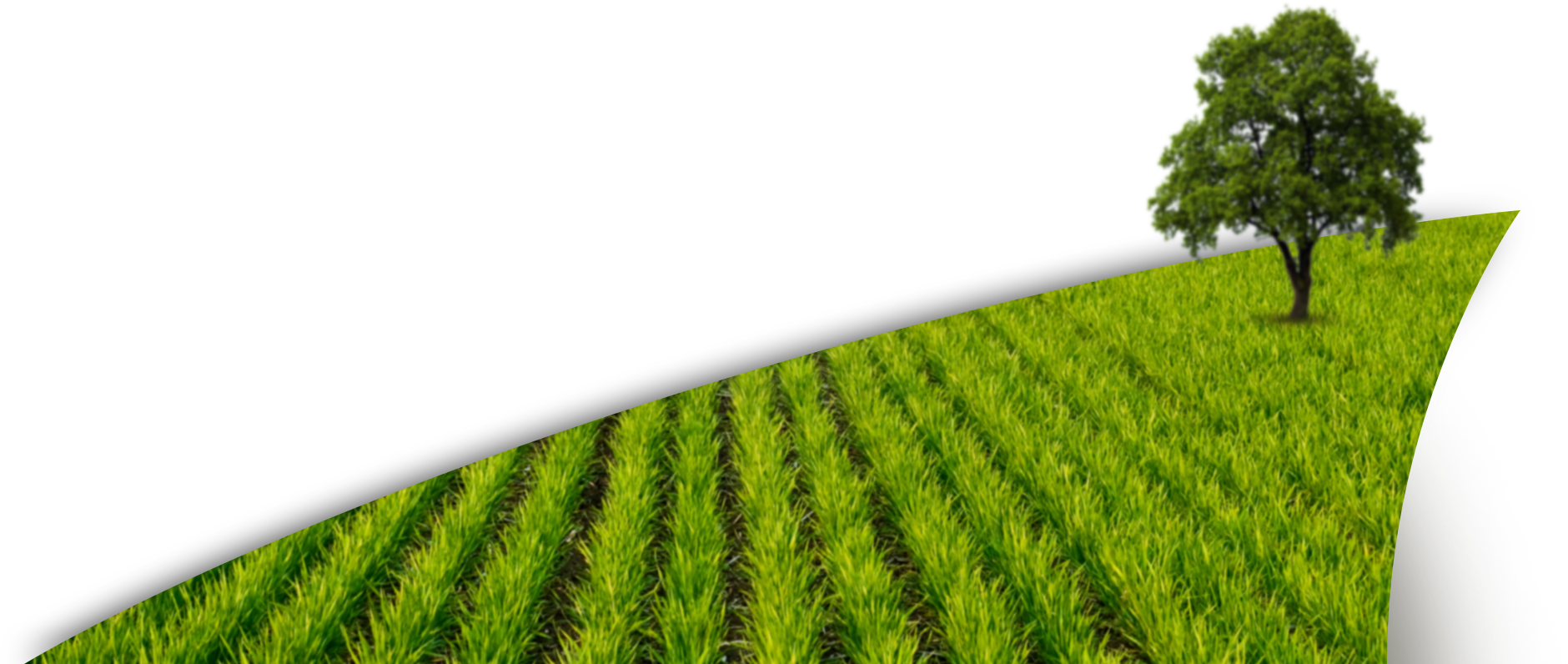 crops clipart paddy