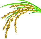Rice crop portal . Crops clipart palay