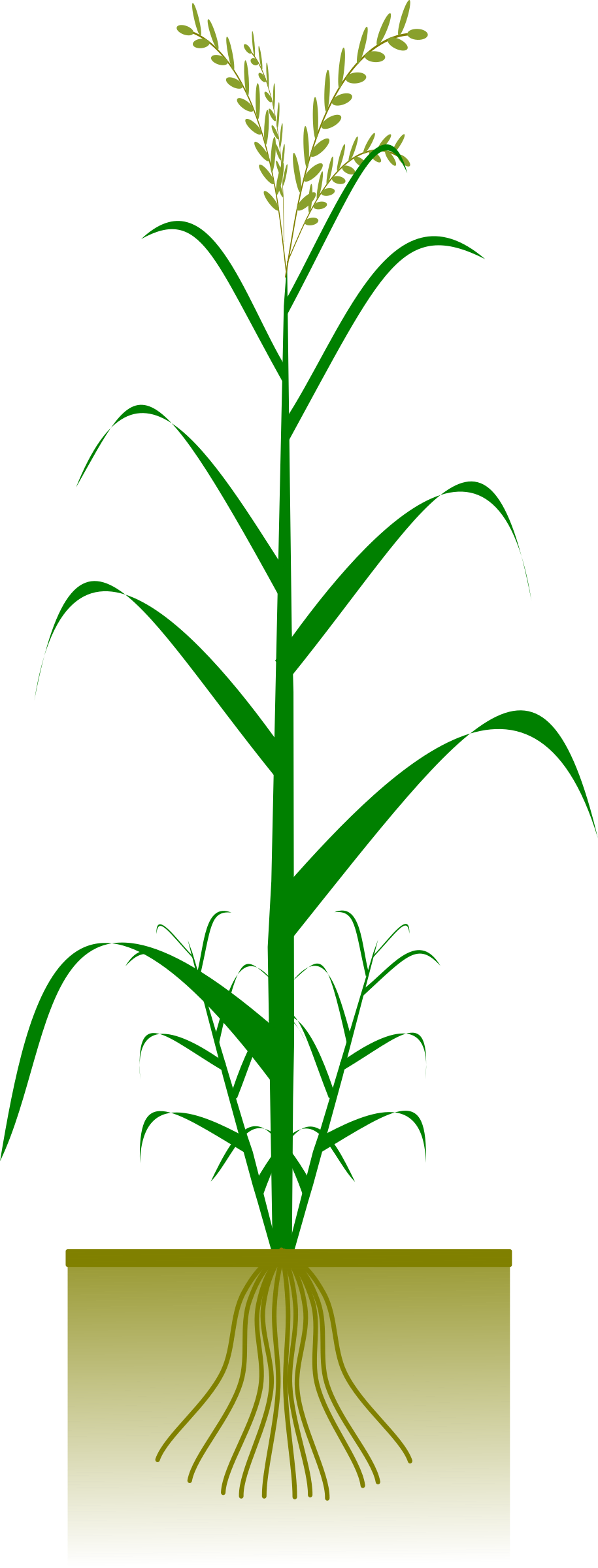 Crops clipart palay. Animated rice plant crazywidow
