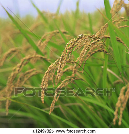 Station . Crops clipart palay