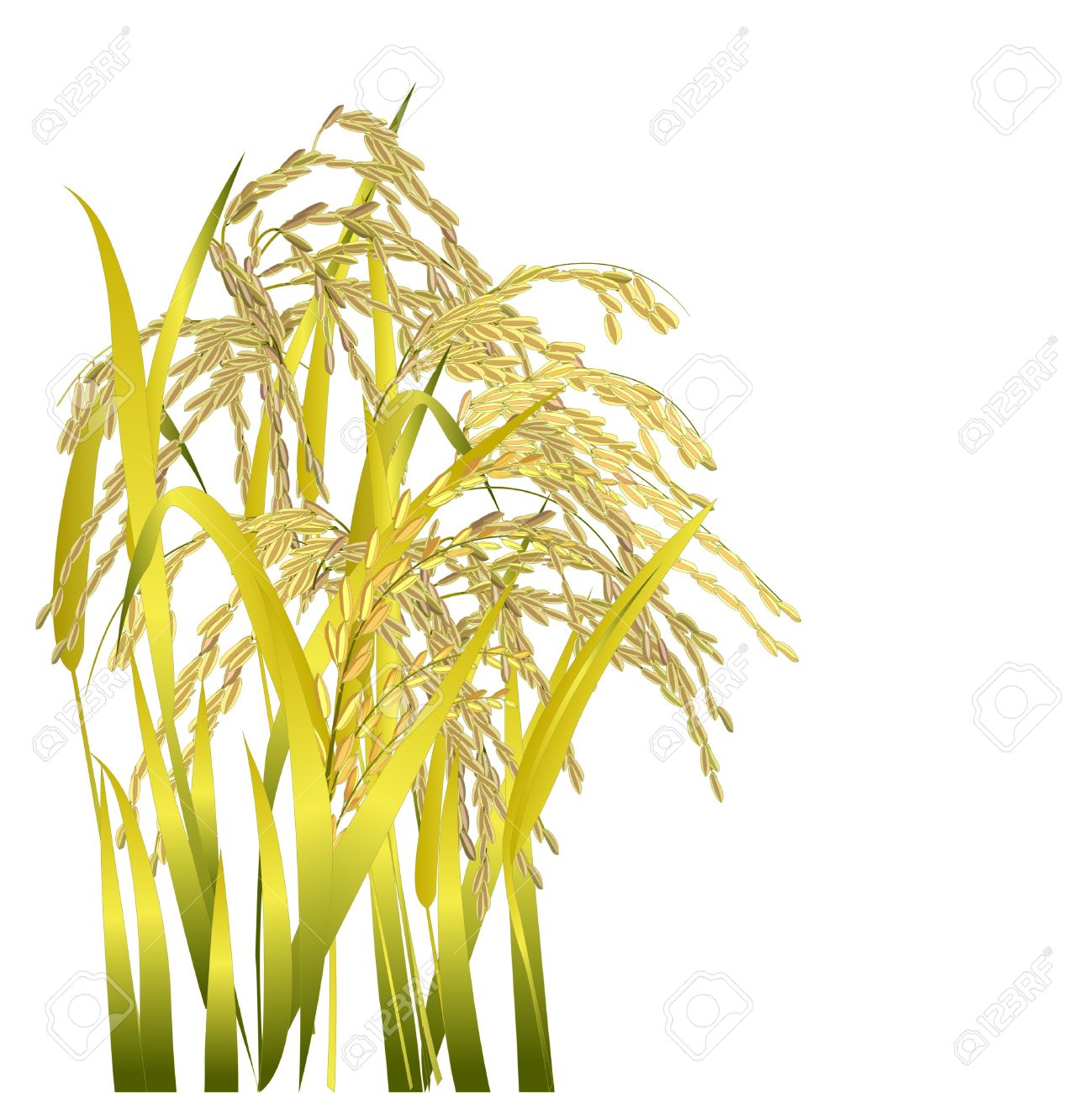 Crops clipart palay. Station 