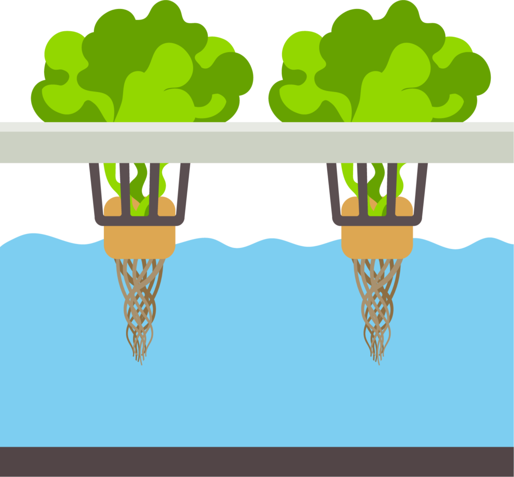 Lettuce clipart lettuce garden.  basic advance hydroponics