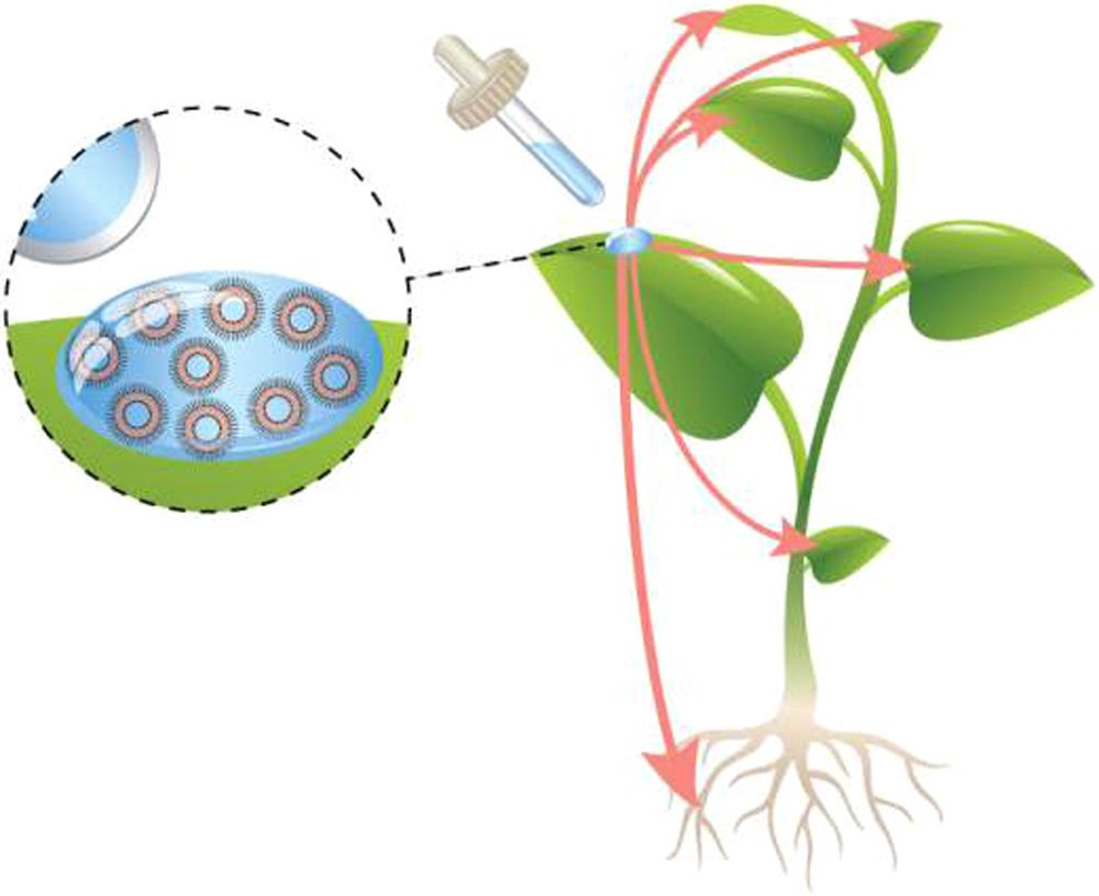 Therapeutic nanoparticles penetrate leaves. Crops clipart plant science