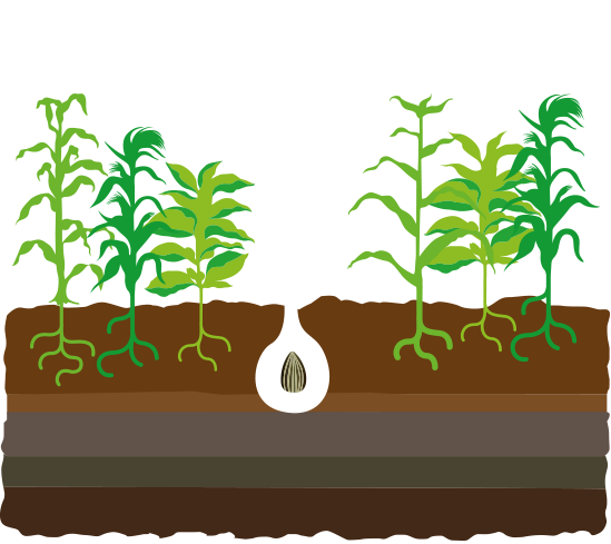 Crops clipart plant science. A seed story croplife