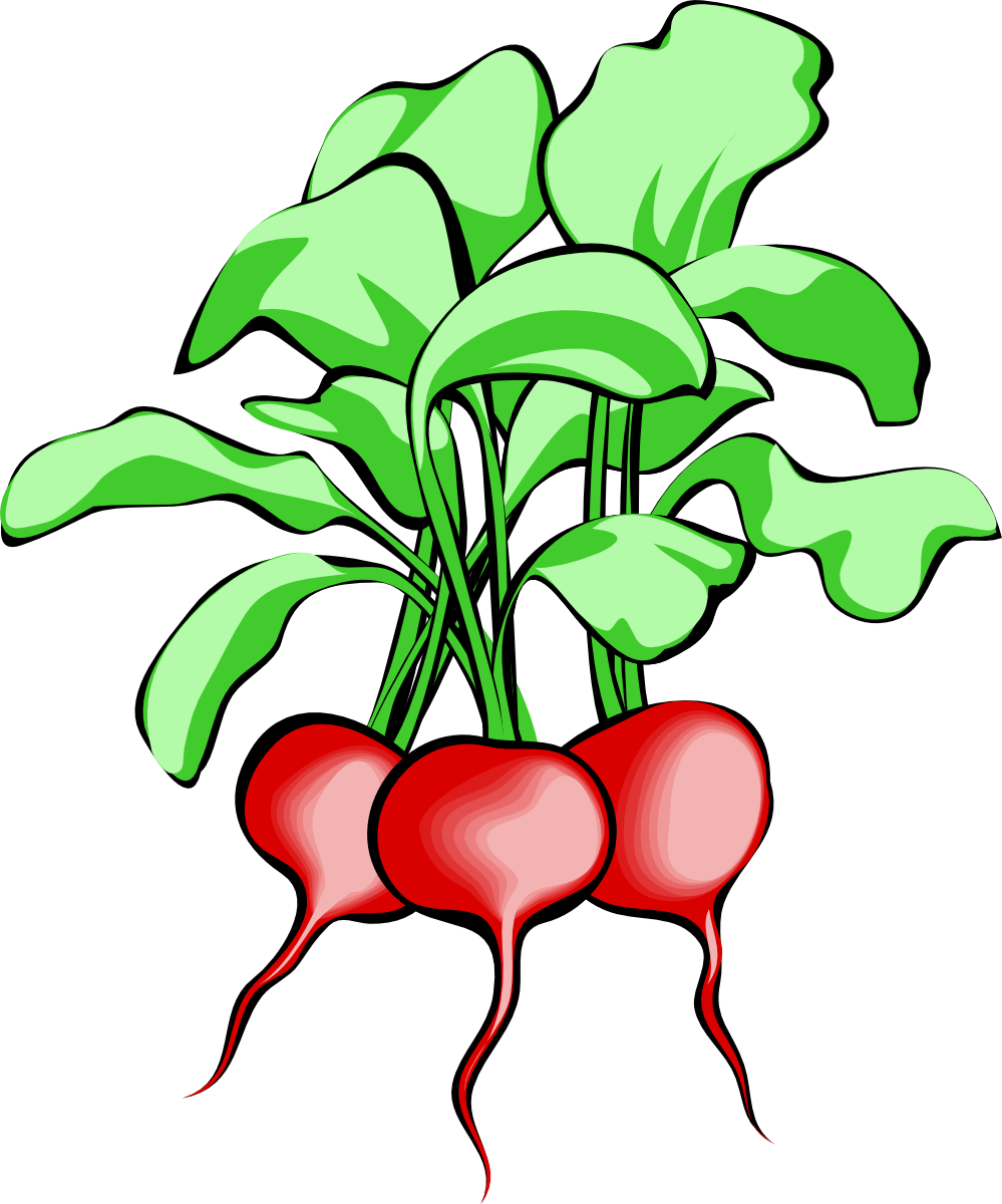 crops clipart radish plant