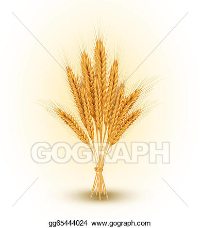 Vector illustration of golden. Crops clipart sheaf wheat
