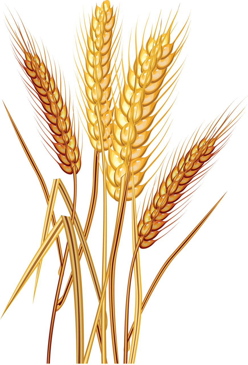 Wheat clipart wheat product.  a f c