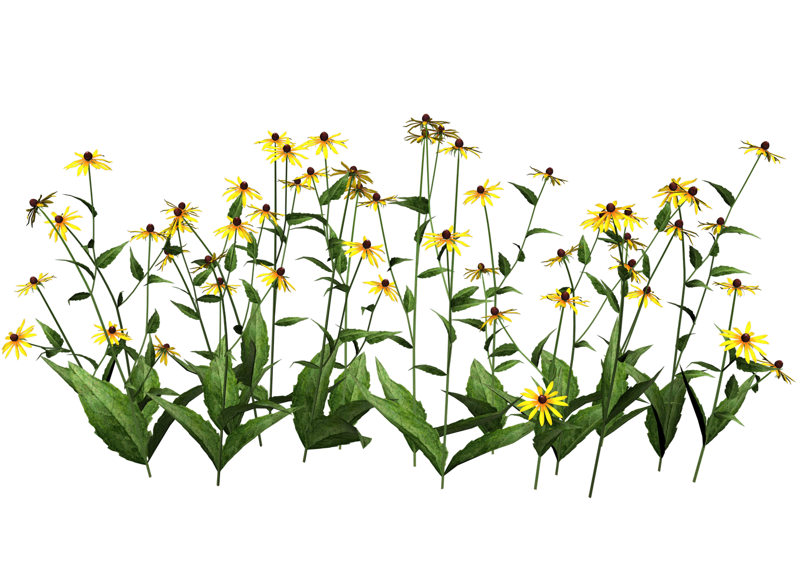 Daisies clipart yellow floral border. Smart organic crops