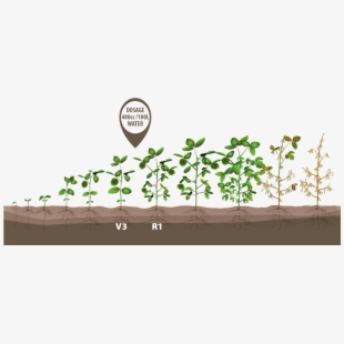 Growth clipart bean plant. Soybeans crop green growing