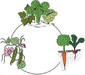 crops clipart spring