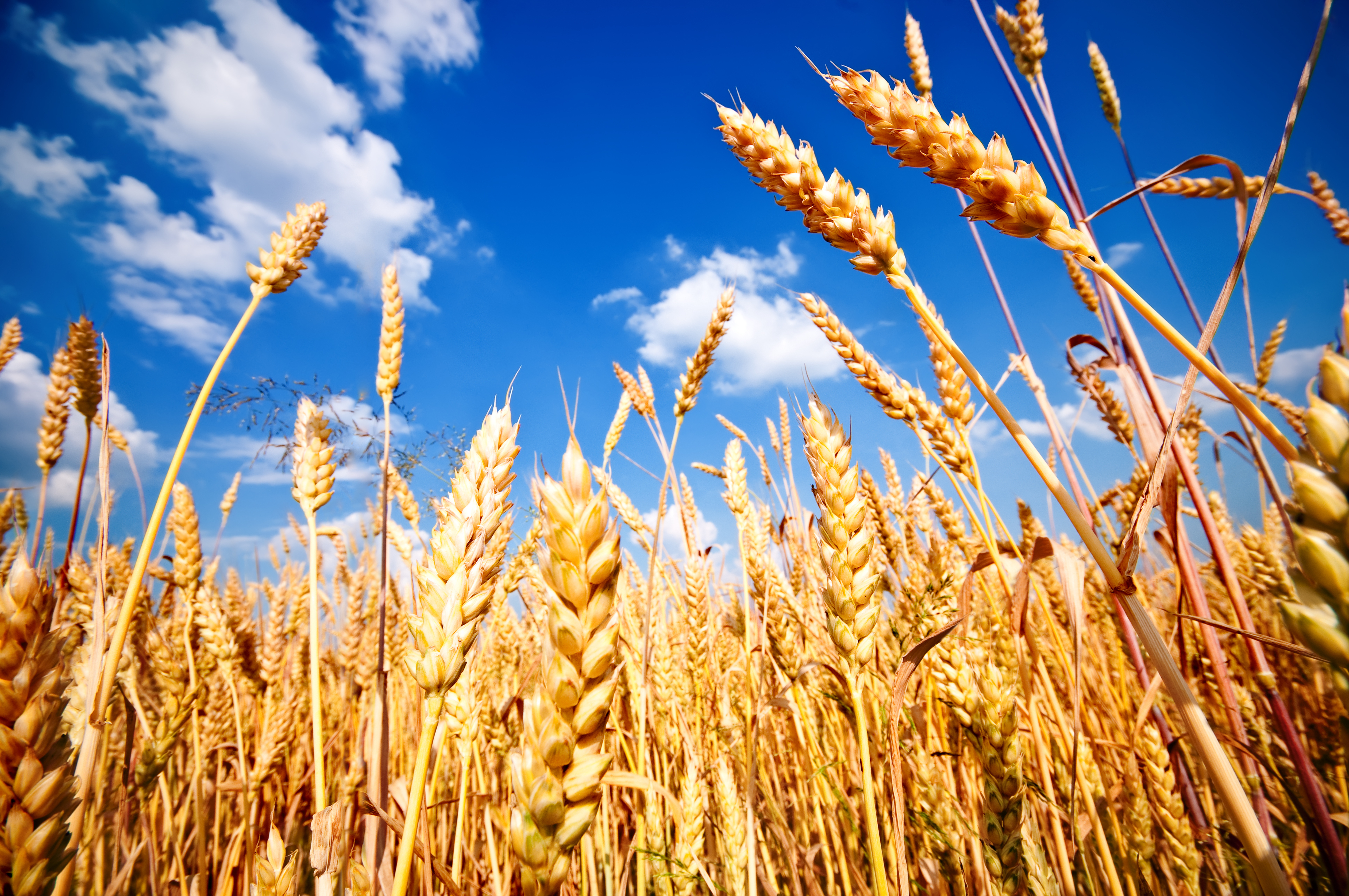crops clipart wheat crop