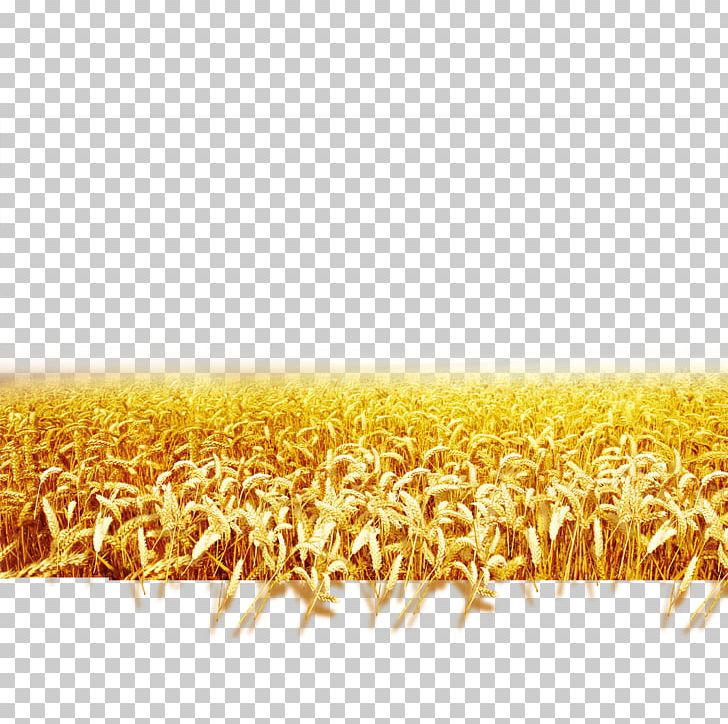 crops clipart wheat feild
