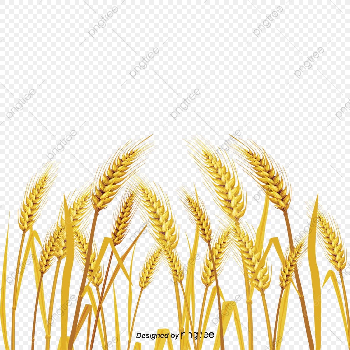 crops clipart wheat feild