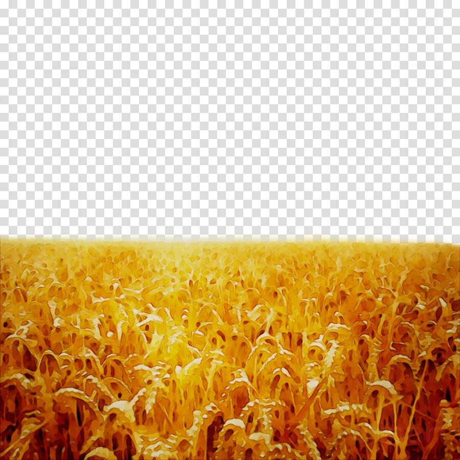 grain clipart wheat crop