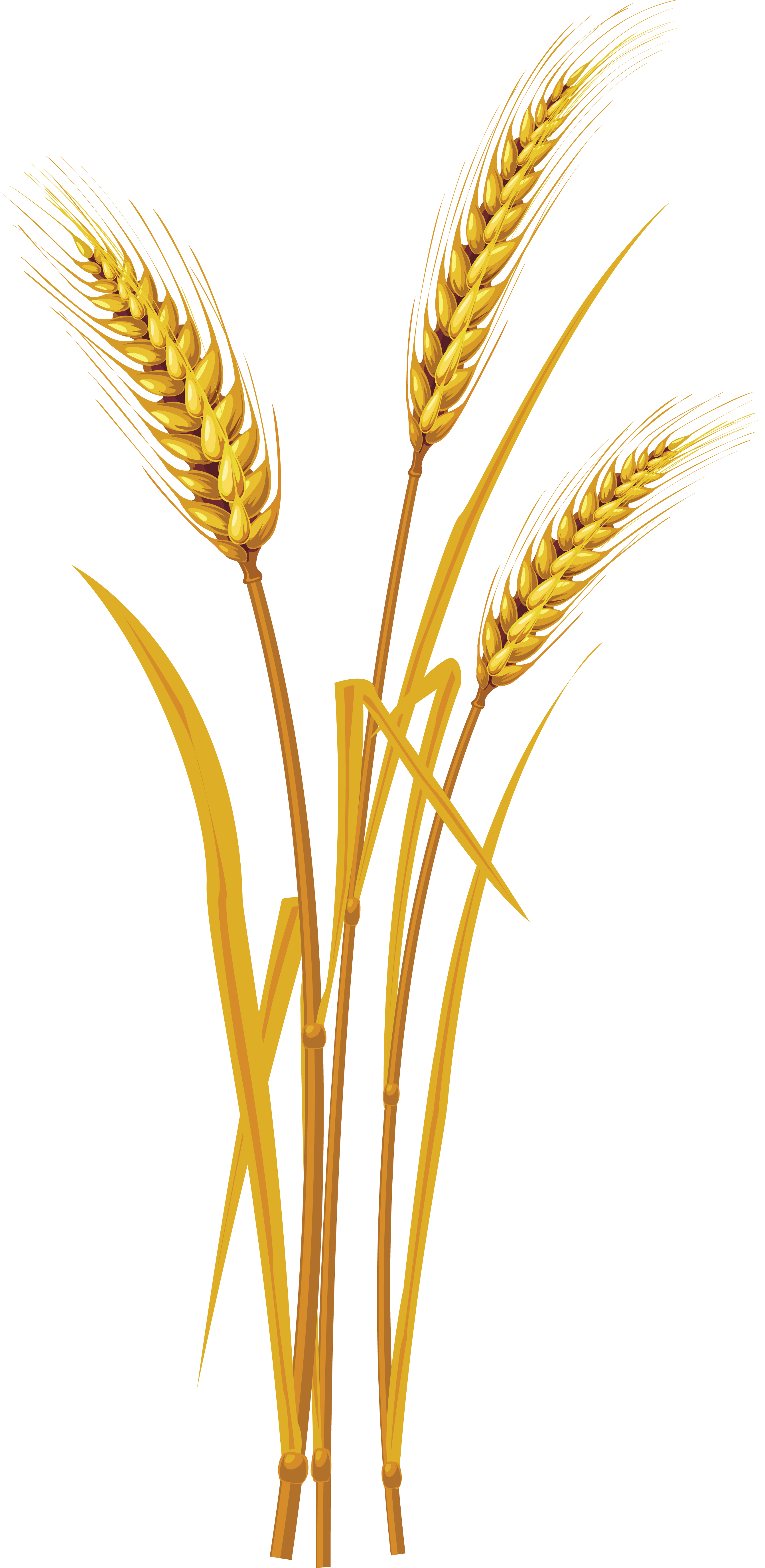 crops clipart wheat germ