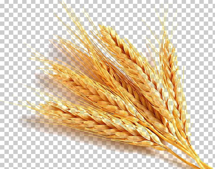 crops clipart wheat germ