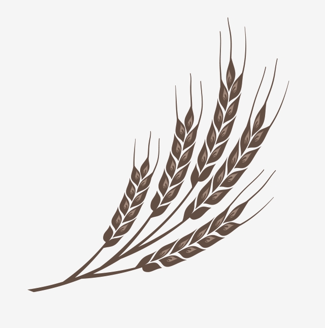 Crops clipart wheat grain. Crop ears png 