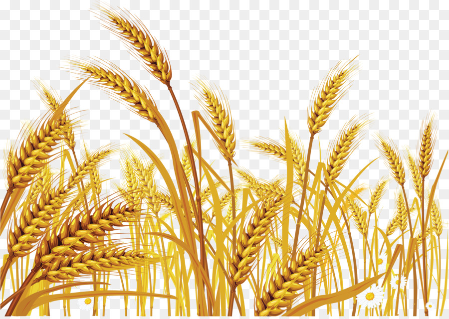 Cartoon transparent clip art. Grains clipart wheat grass