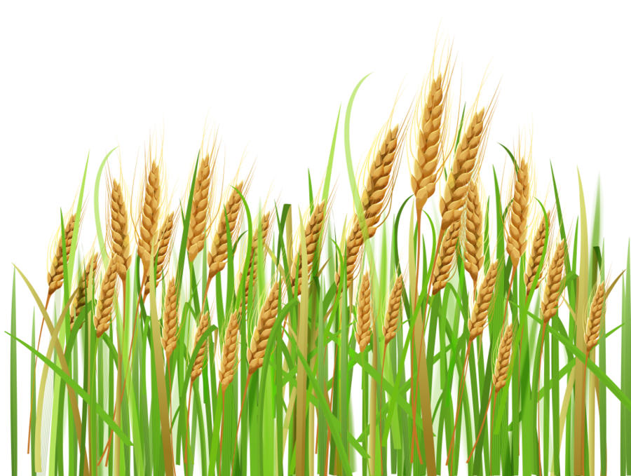 Wheat clipart wheat grass. Cartoon transparent clip art