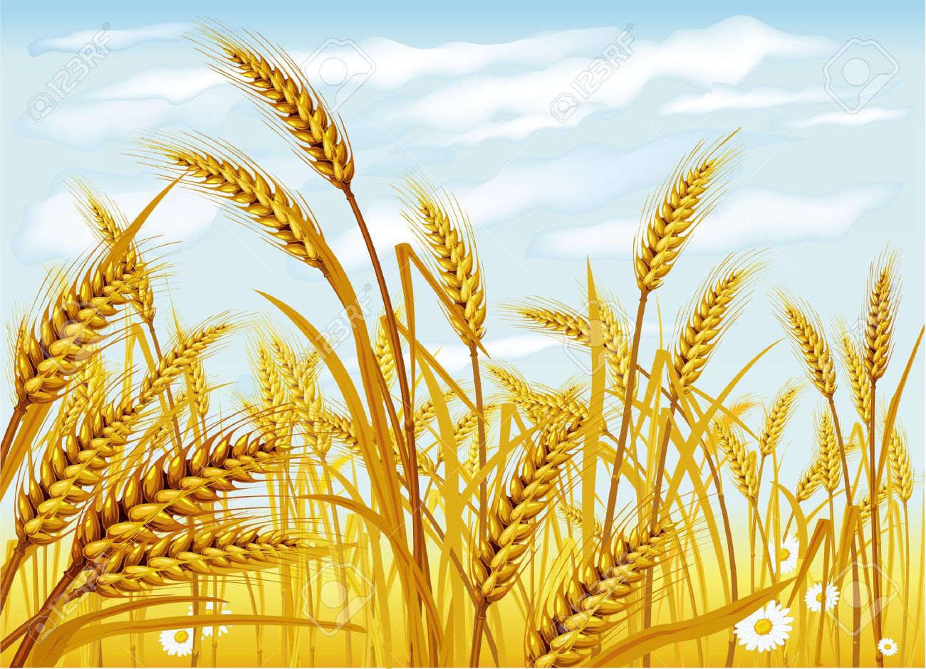 Wheat field free cliparts. Crops clipart wheatfield