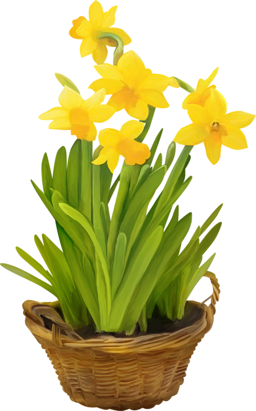 Daffodil clipart trumpet flower. Fleurs flores flowers bloemen