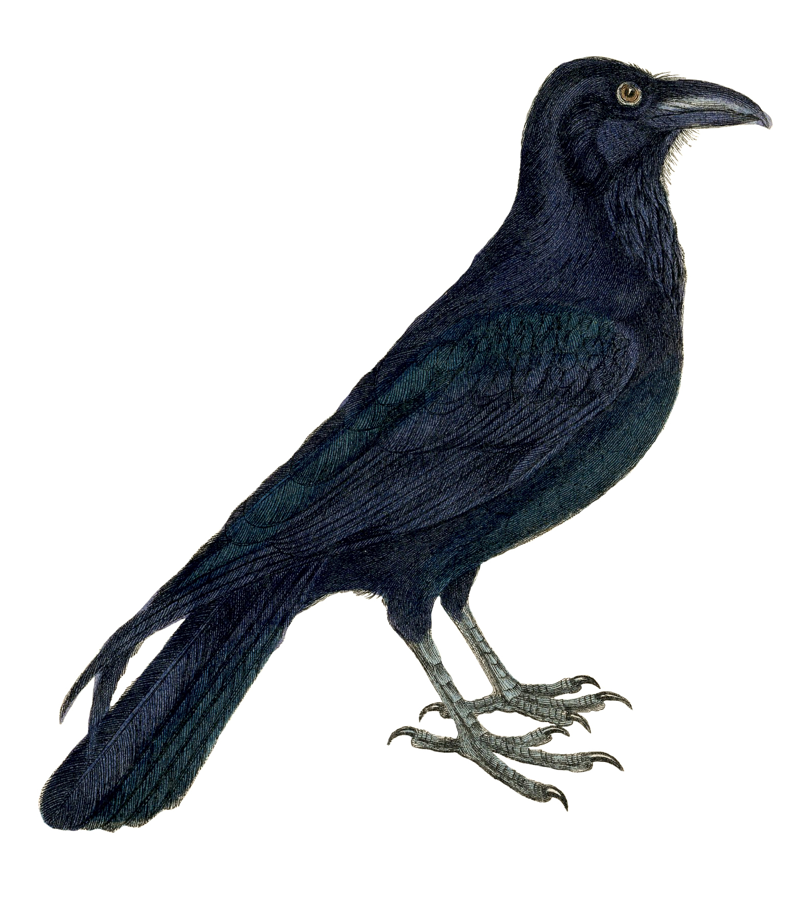 crow clipart