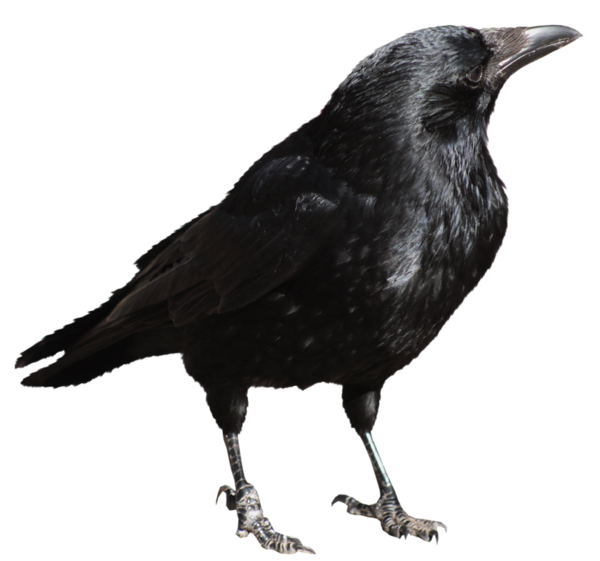 crow clipart black american