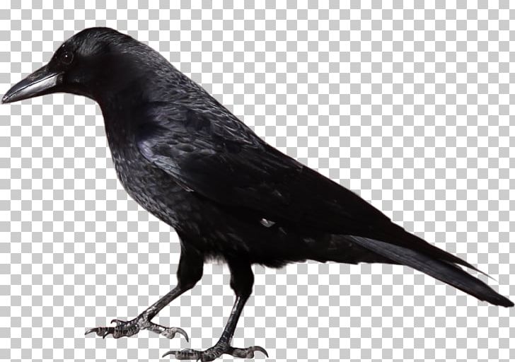 crow clipart black american