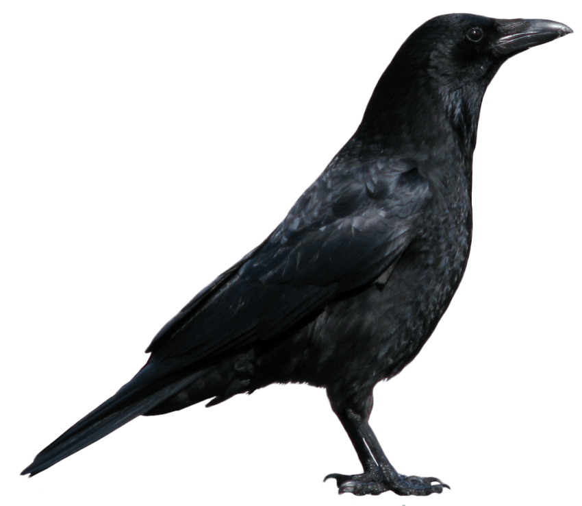 crow clipart black and white