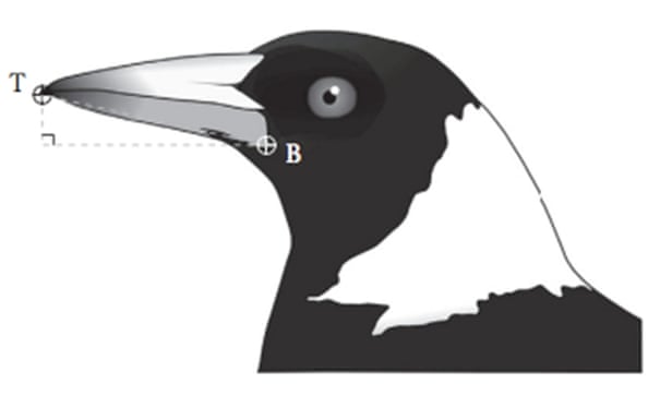 crow clipart black australian