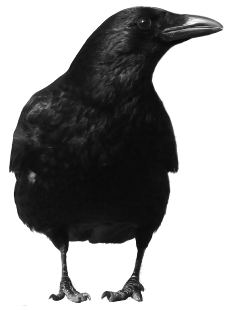 crow clipart black object