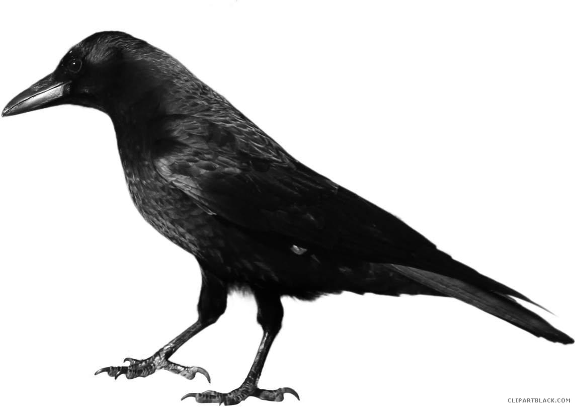 Crow clipart black thing. Page of clipartblack com