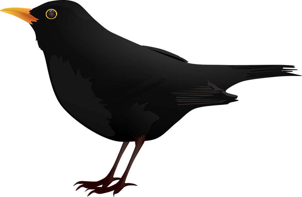 Crow clipart blackbird. 