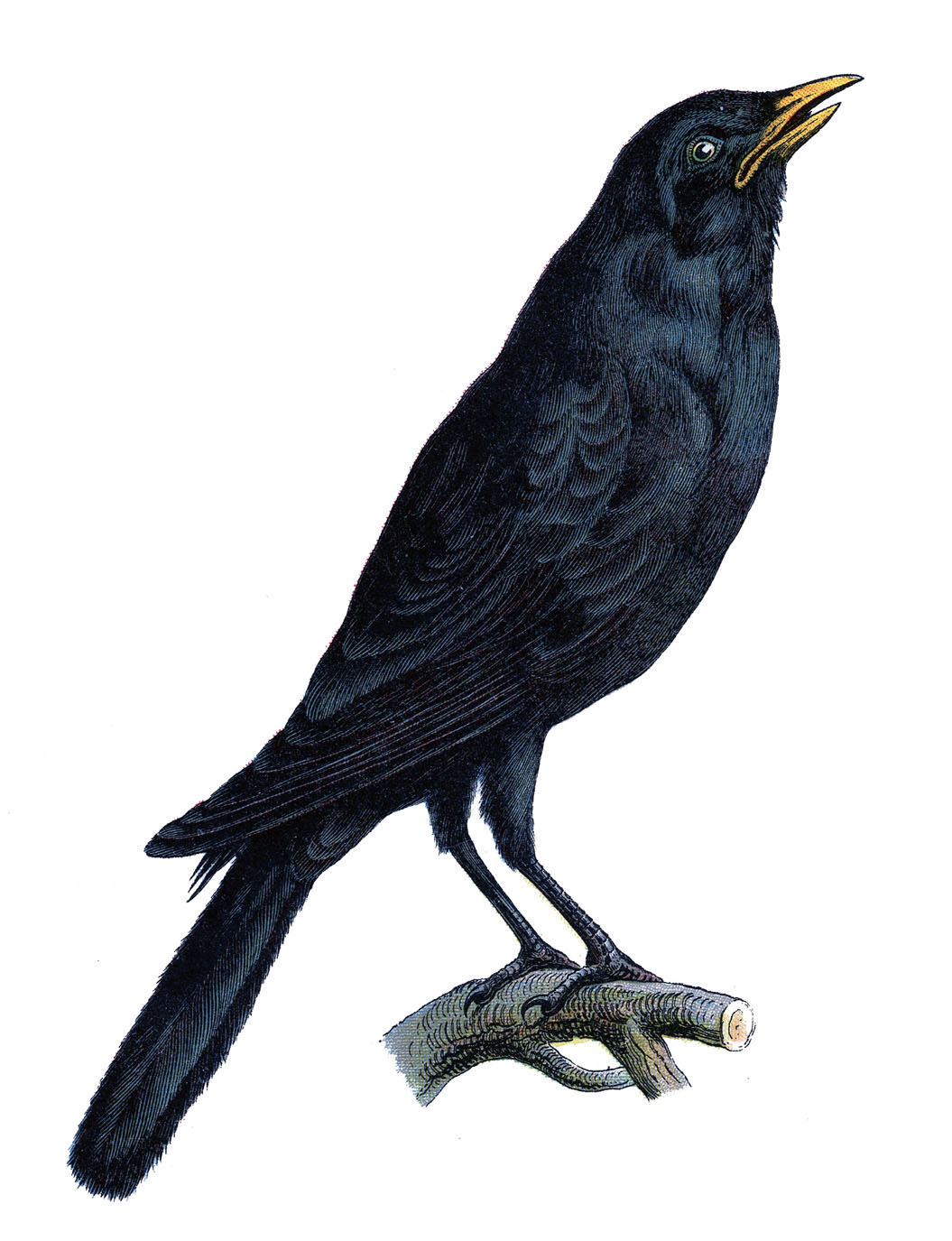 Picture #2570077 - crow clipart blackbird. crow clipart blackbird. 