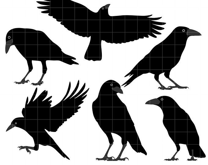 crow clipart clip art