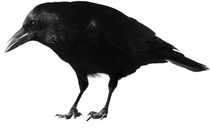 Black standing png free. Crow clipart color