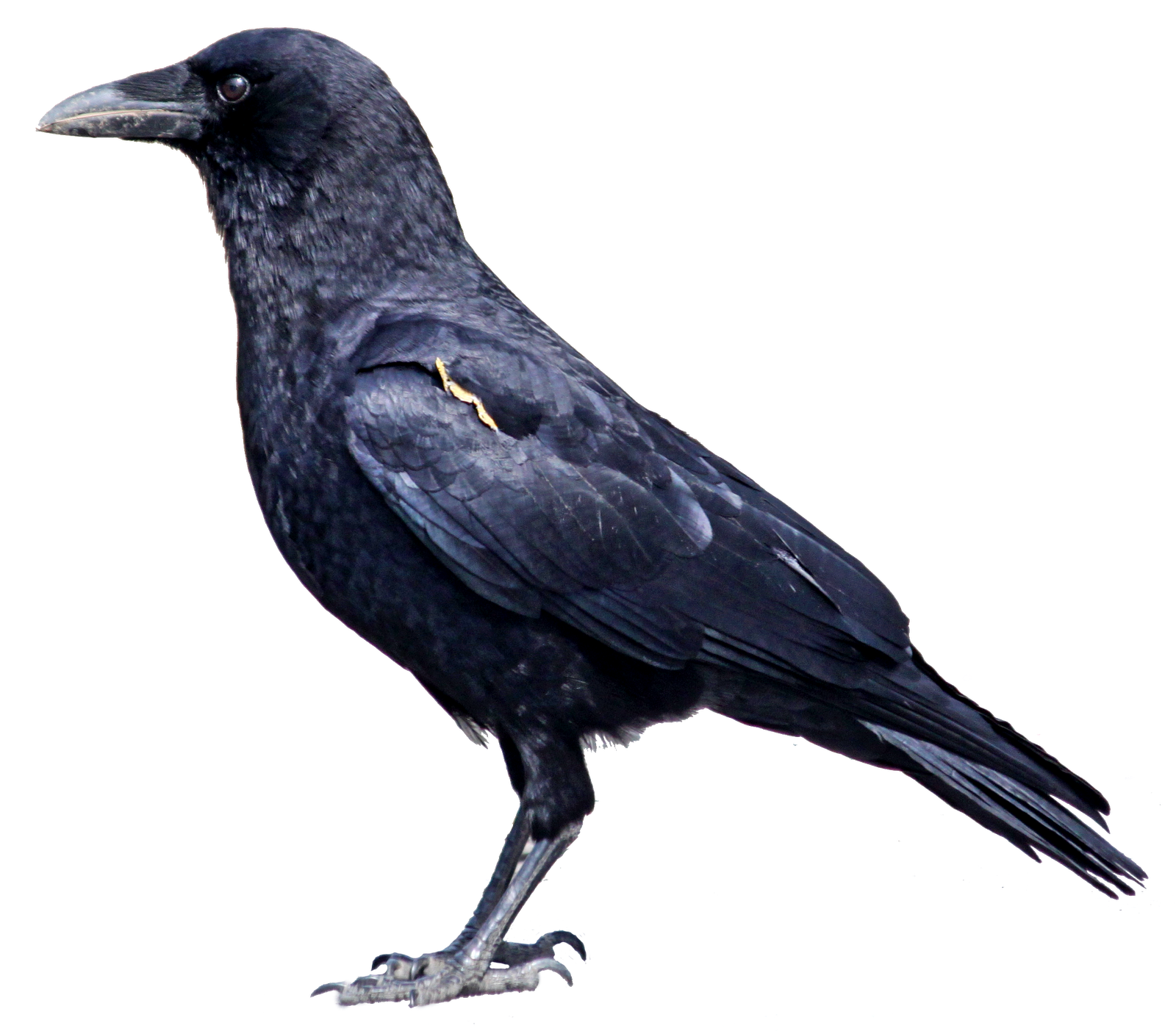 Crow clipart color. Corbie s image 