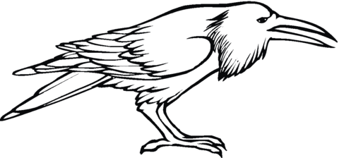 crow clipart colouring page