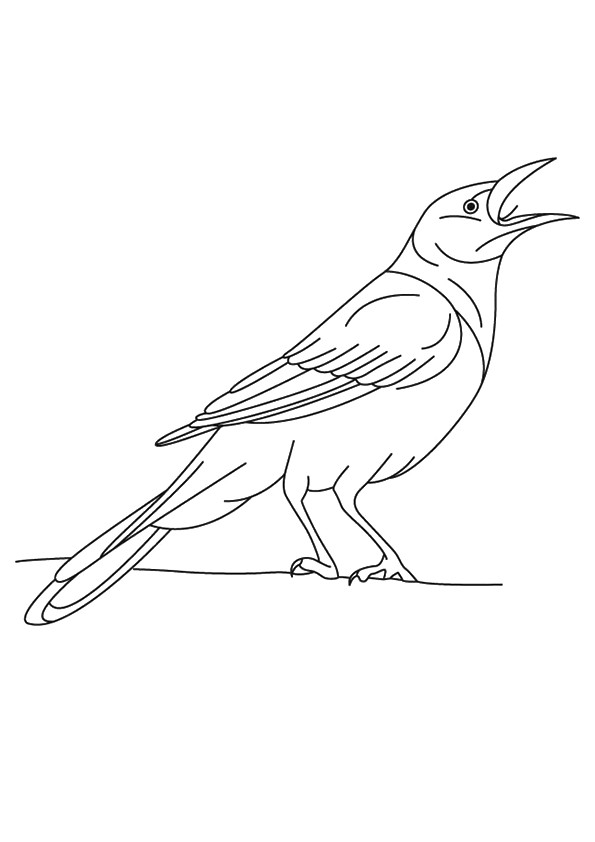 crow clipart colouring page