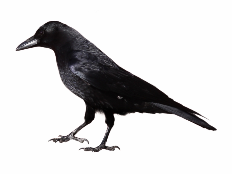 crow clipart craw