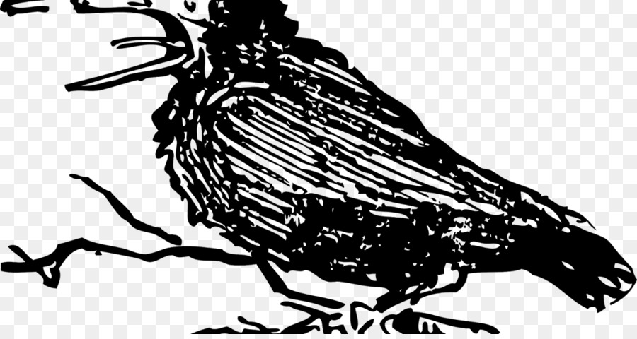 Crow clipart crow beak. Bird pied clip art
